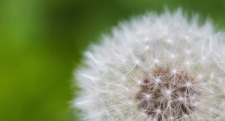 Chronic Management Chronic Management